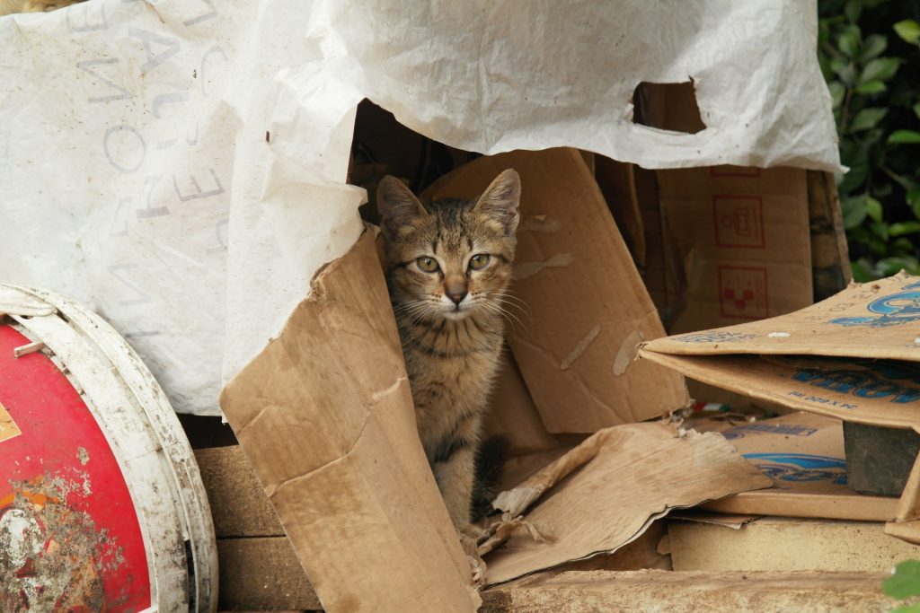 co lubi kot w kartonach