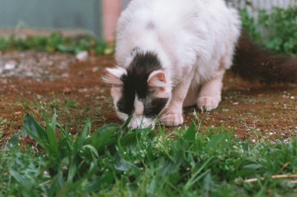 czy kot może jeść trawę