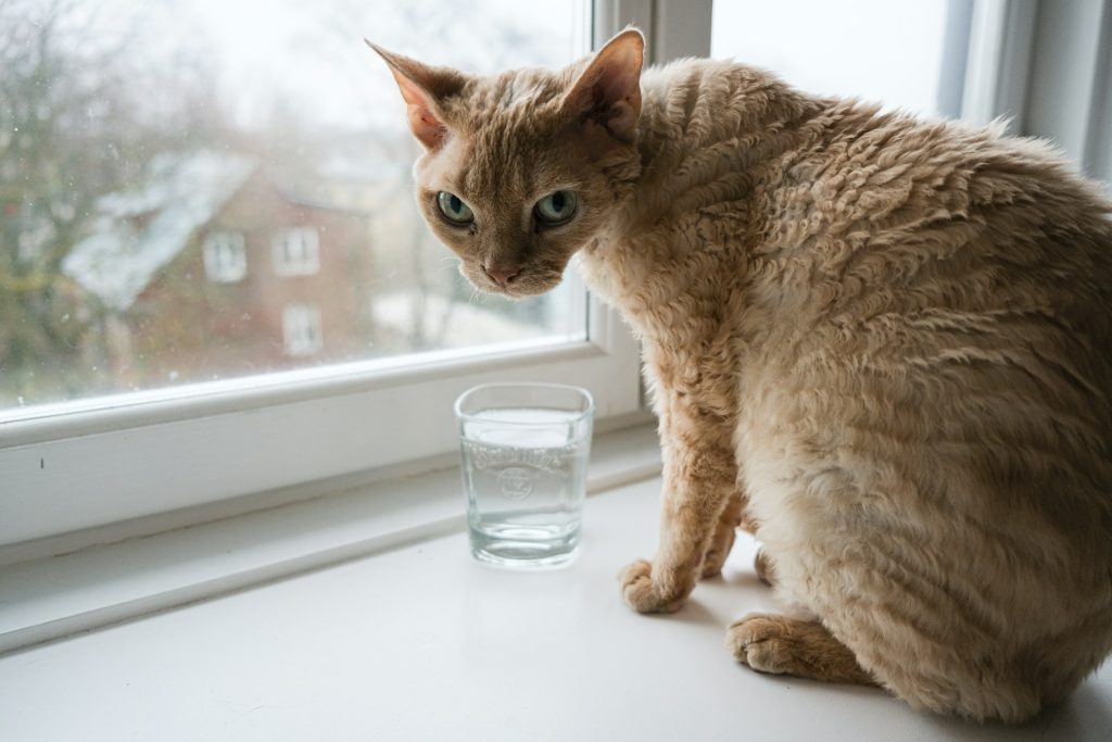 czy kot może pić mleko