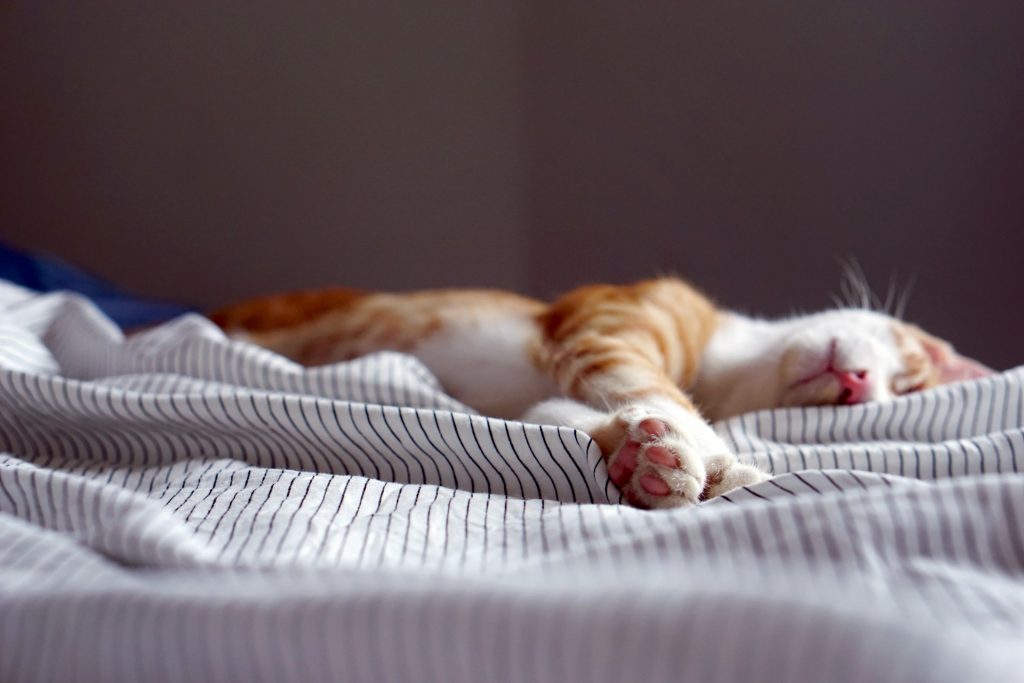 czy koty śpią cały dzień