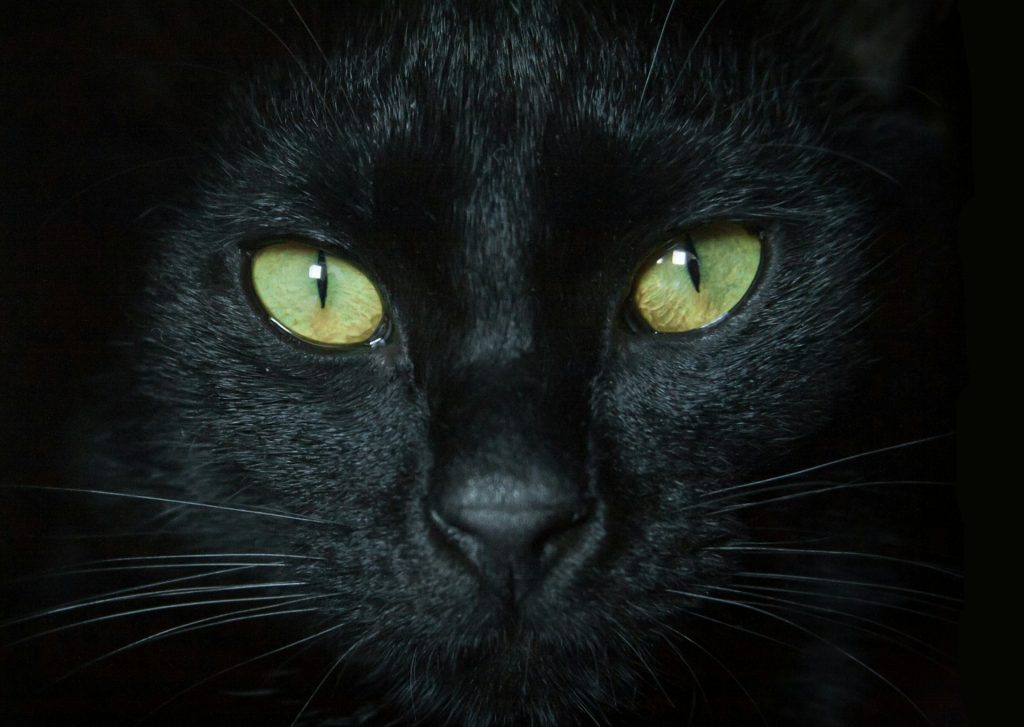 dlaczego kot patrzy długo w oczy
