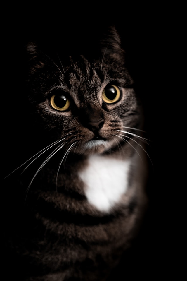 dlaczego koty patrzą w oczy