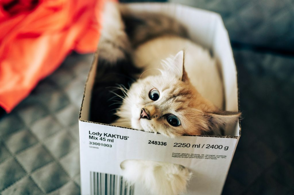 dlaczego koty śpią w kartonach