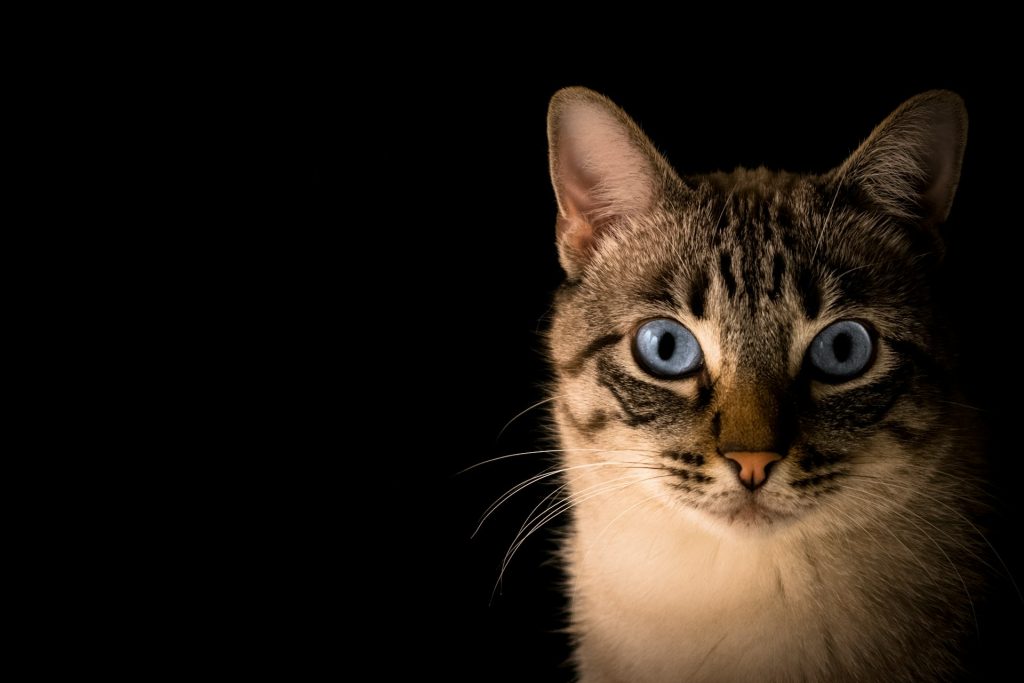 kiedy koty patrzą w oczy