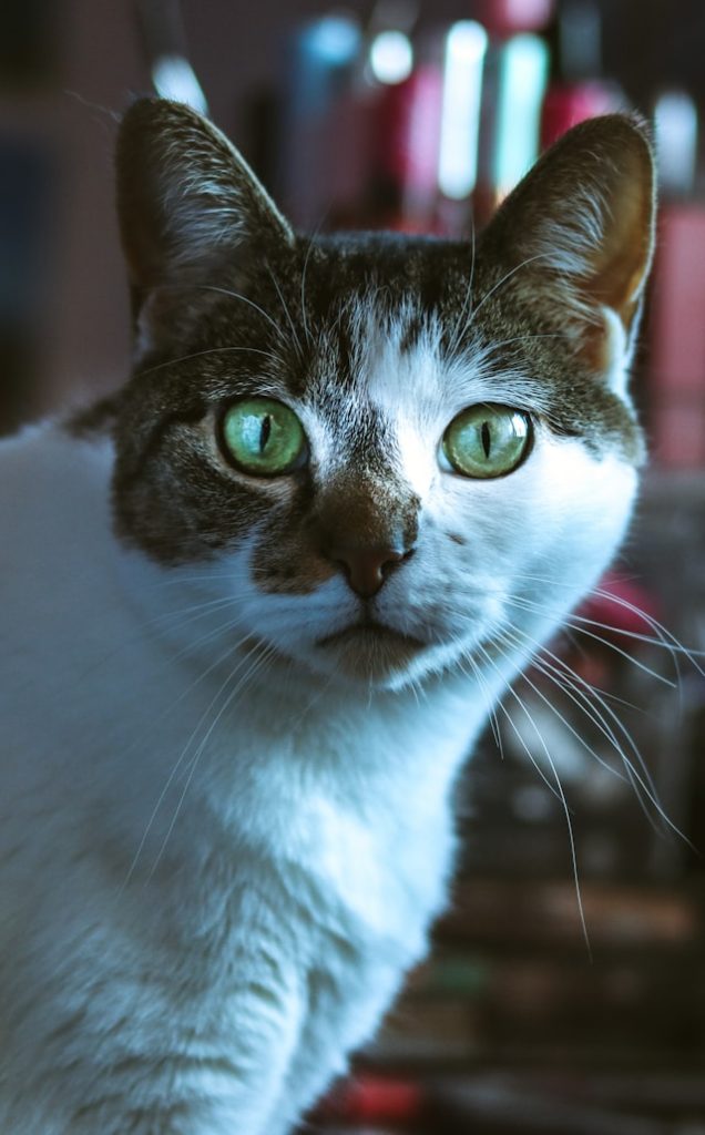 kot długo patrzy w oczy