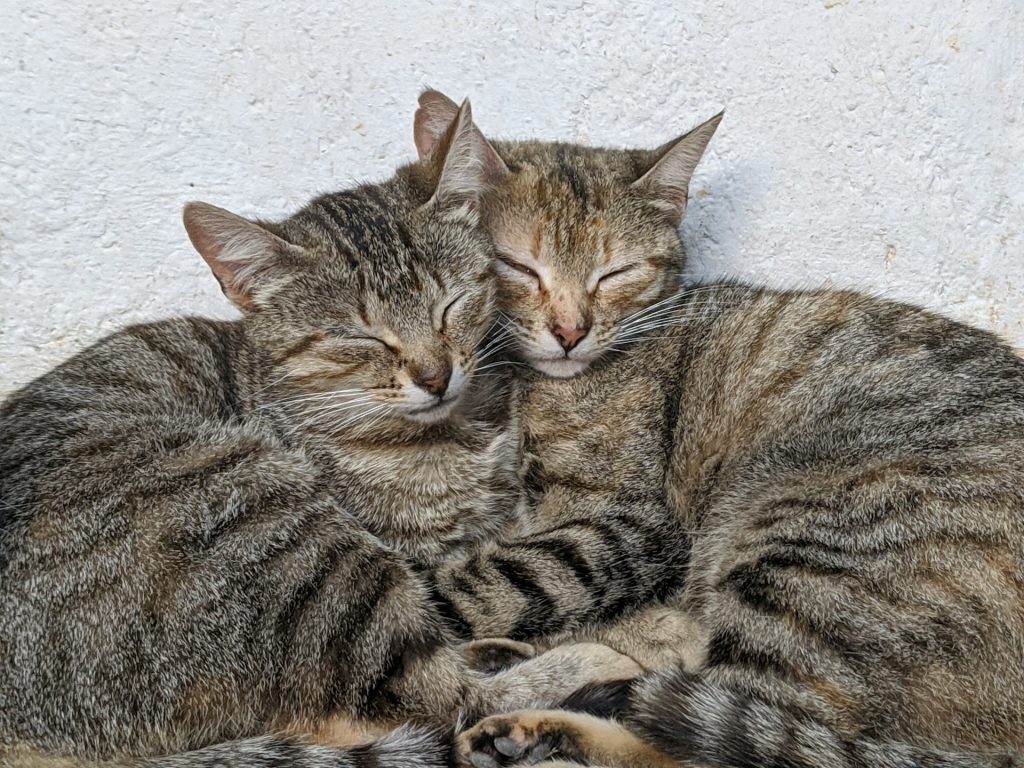 dwa koty w domu kuwety