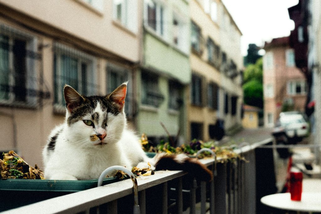 balkon dla kota bezpieczeńśtwo