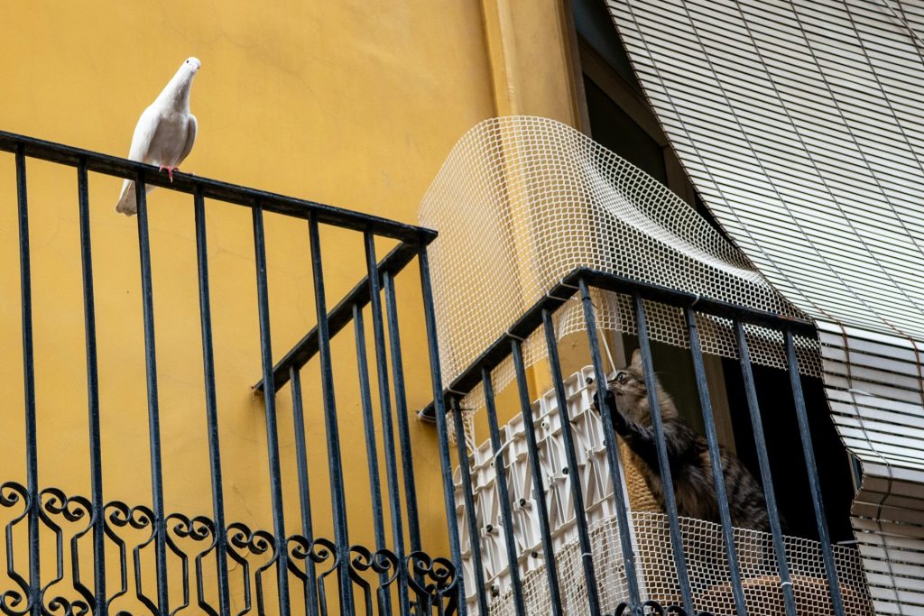 jak zabezpieczyc balkon z kotem