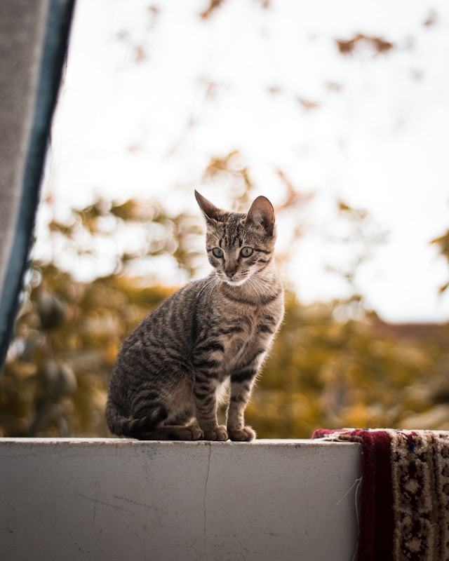 jak zorganizować balkon dla kota