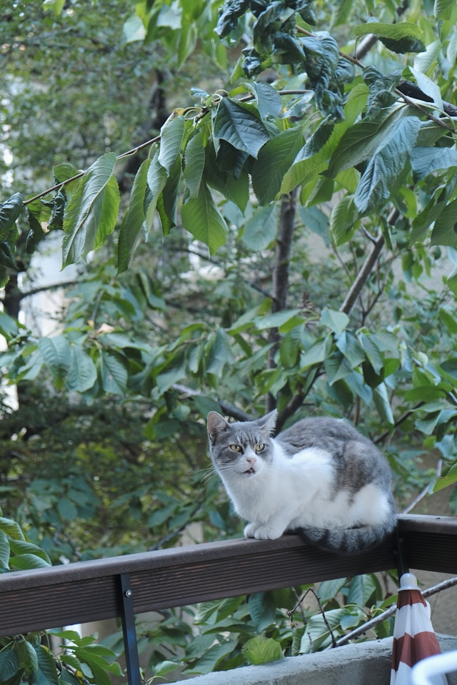 koci balkon