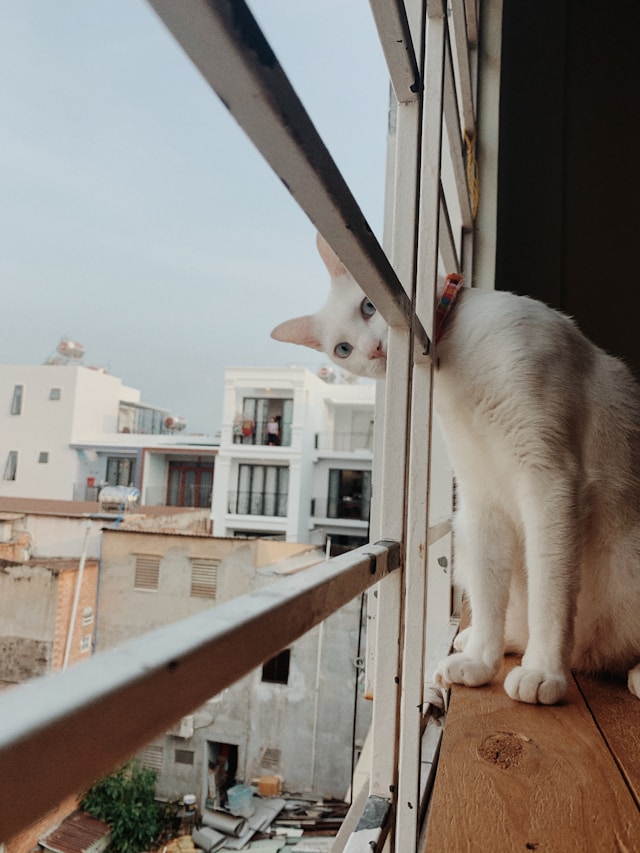 koci bezpieczny balkon