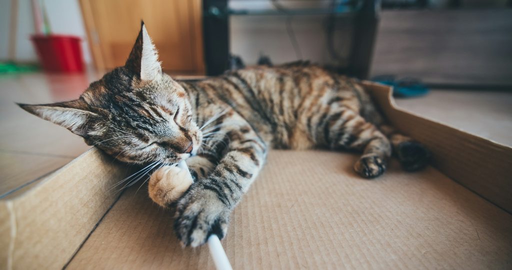 Dlaczego kot gryzie podczas głaskania
