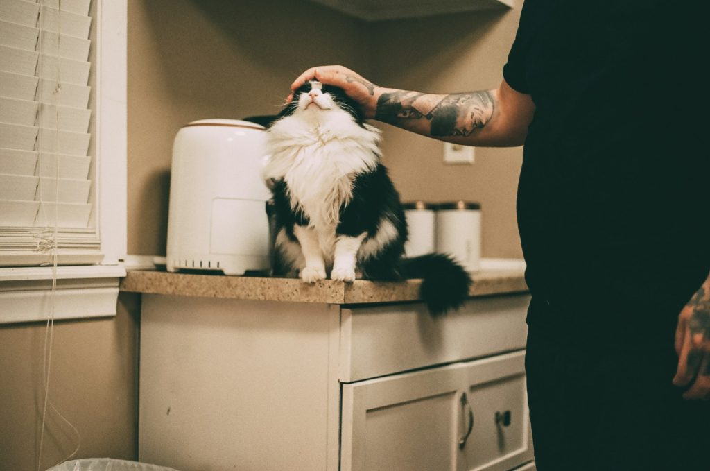 kot wybiera człowieka