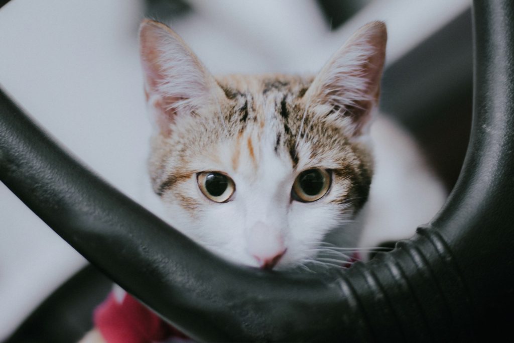 Kot boi się odkurzacza