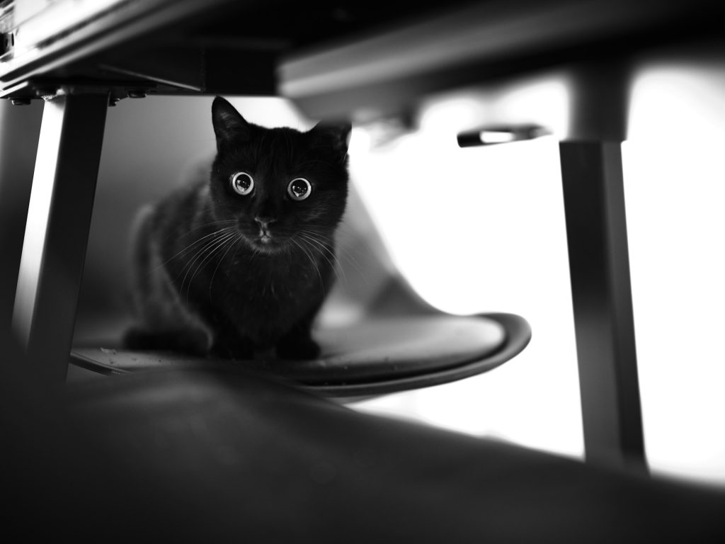 Kot boi się odkurzacza co robić