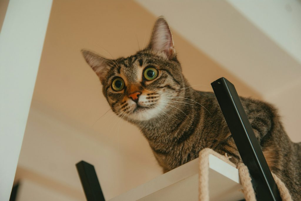 Kot boi się odkurzacza jak uspokoić