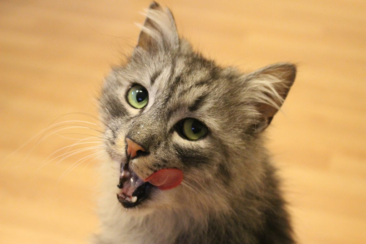 Top 10 najlepszych mokrych karm dla kota