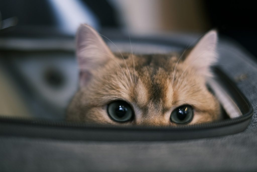 kot a odkurzać jak pomóc