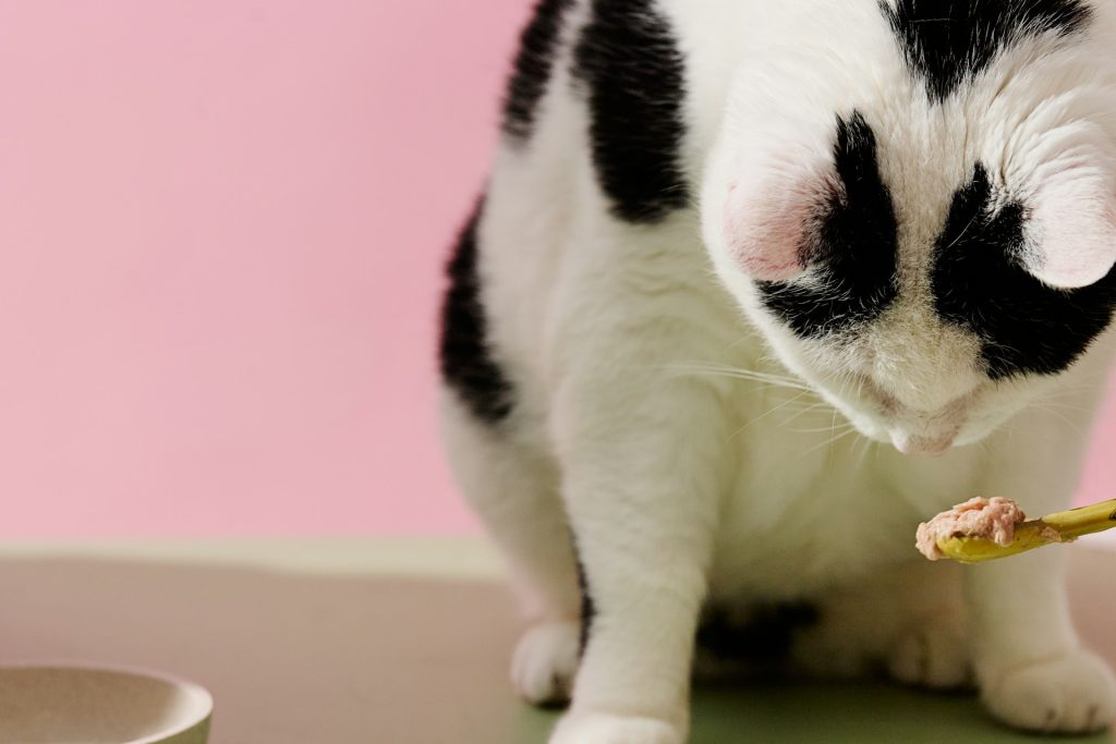 Close-up of a black-and-white cat nibbling a meat treat on a stick against a pink background, focused on its mouth and paw.