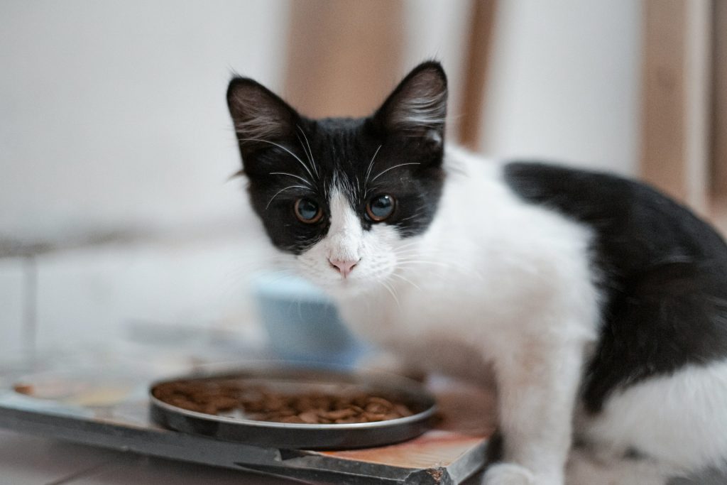 Black and white cat with a pink nose beside a metal bowl of dry cat food indoors.