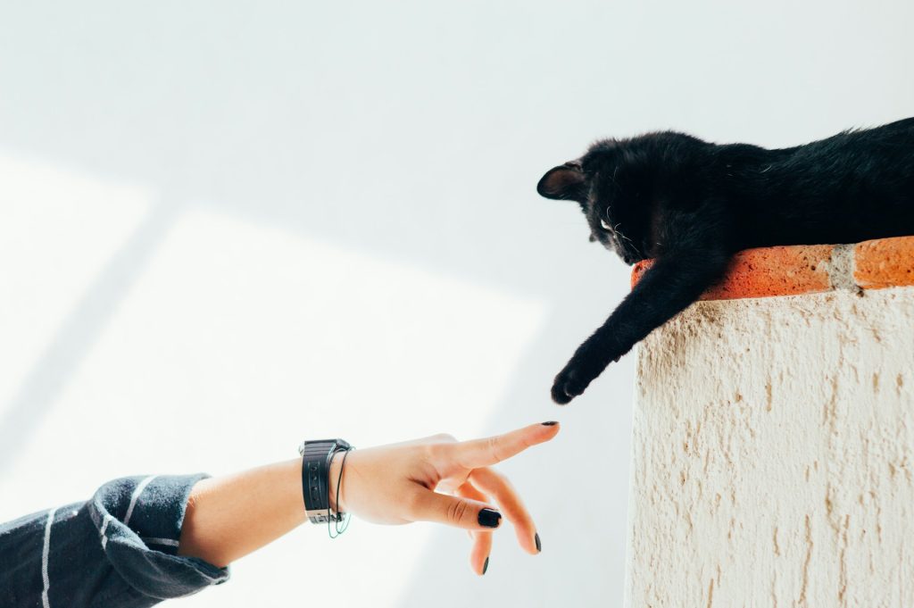 Black cat on a brick ledge reaching toward an outstretched human finger