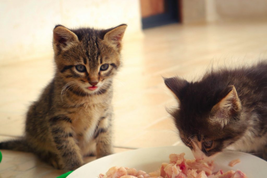 Pasożyty wewnętrzne u kota dieta